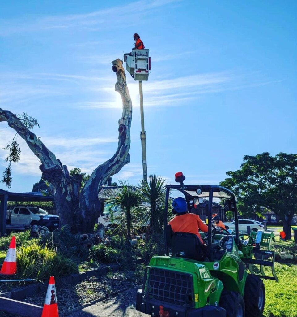 tree services