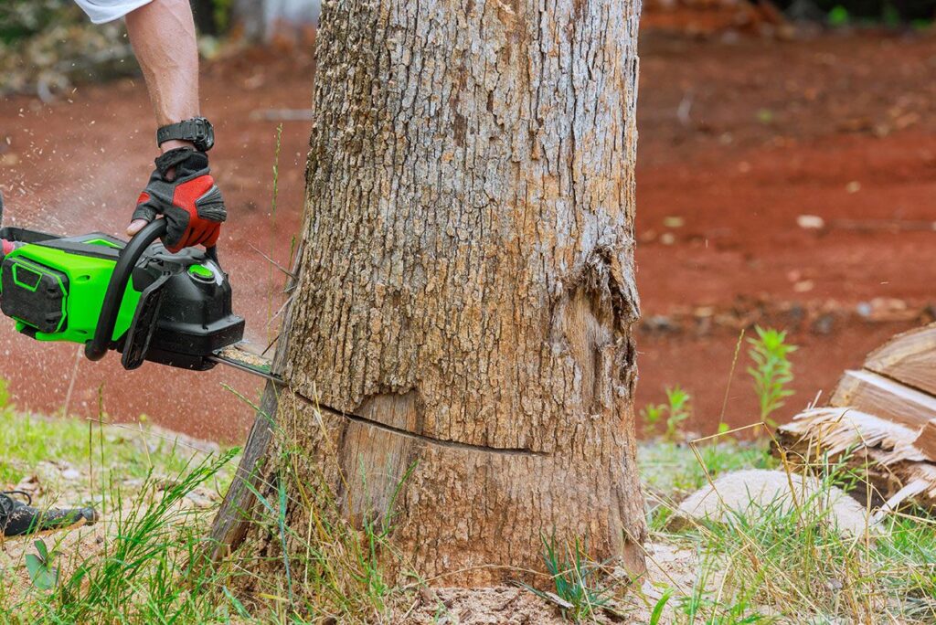 Tree services Sydney