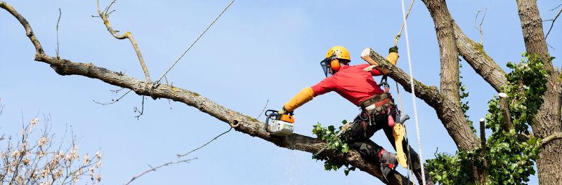 Expert team performing tree lopping and removal service in Sydney.