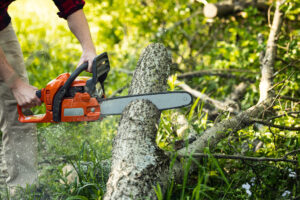 Tree services Sydney