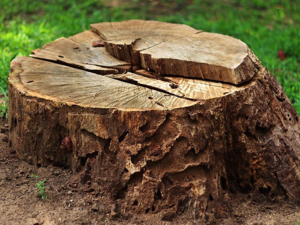 Sydney’s Leading Tree Experts | 20 Years of Safe, Professional Tree Work