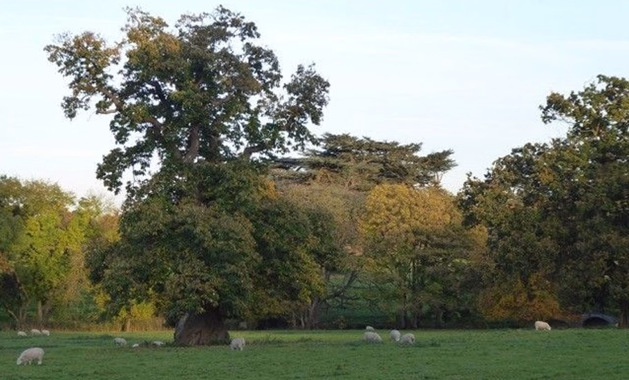 Local tree services Sydney