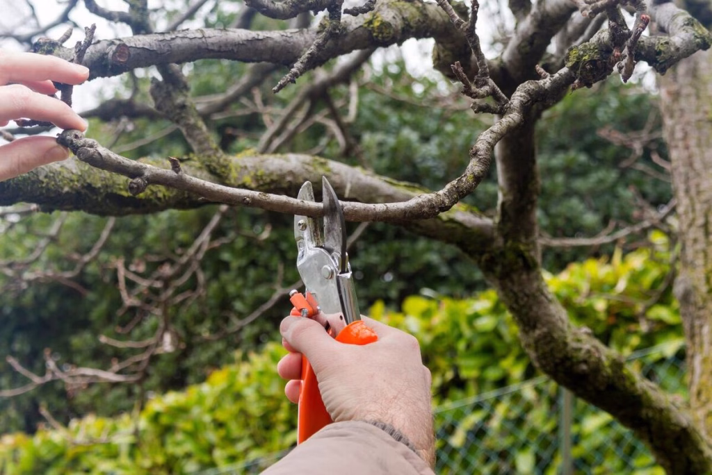 Tree Maintenance Sydney
