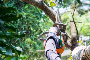 High-Risk Tree Removal Sydney