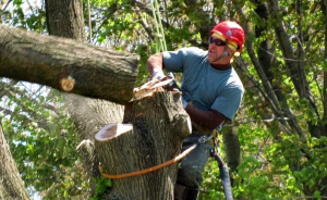 Trees in newly developed Sydney estates