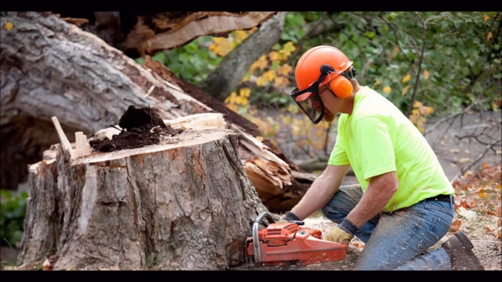 tree stump removal Sydney