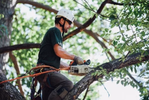 Tree Removal Sydney