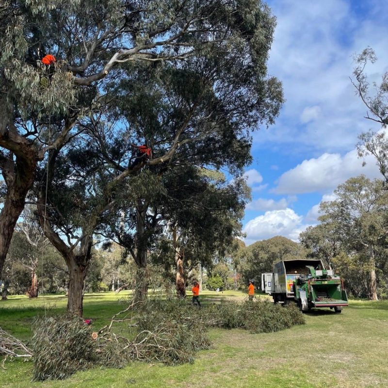 "Professional tree removal services for large trees in Sydney"