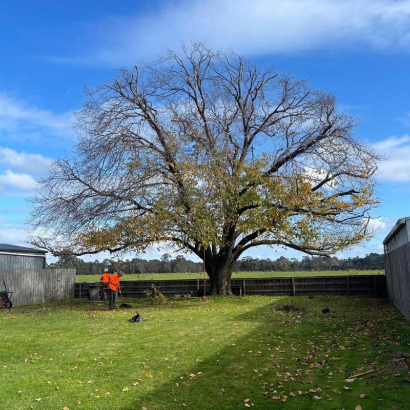 "Team conducting safe tree lopping with specialized equipment"