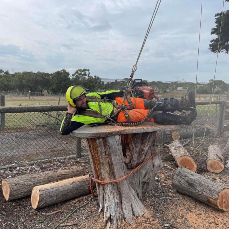"Expert arborist cutting branches for tree pruning services"