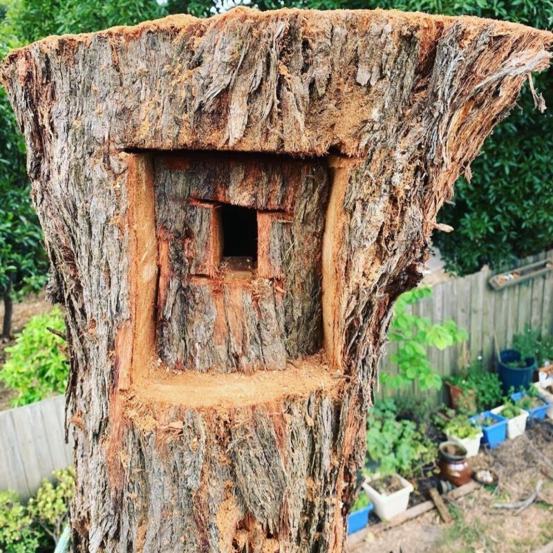 "Expert arborist cutting branches for tree pruning services"