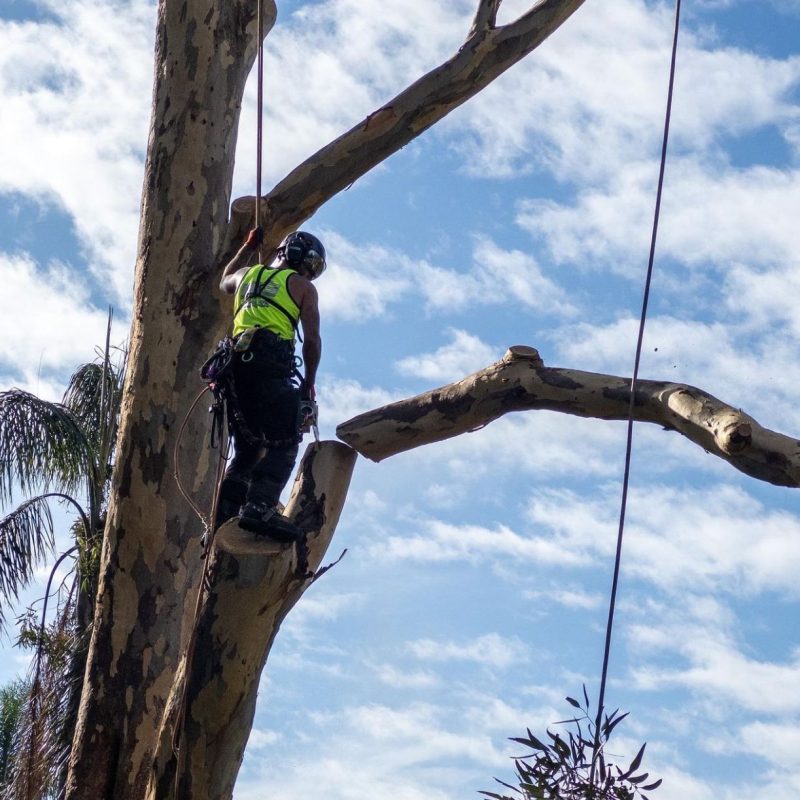 "Detailed view of tree stump removal process by experienced team"