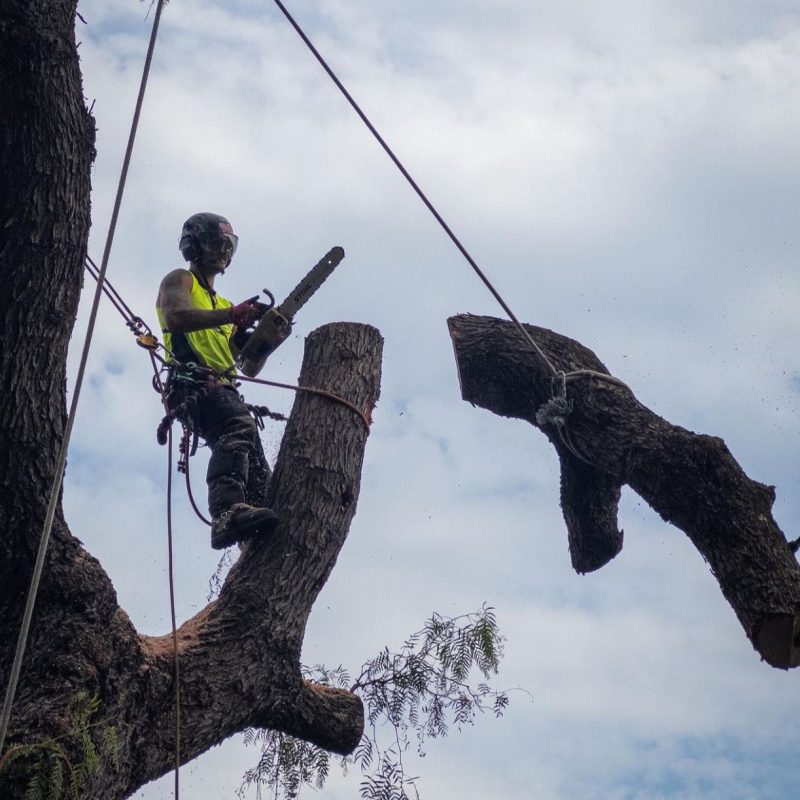 "Sydney tree surgeon providing palm tree pruning service"